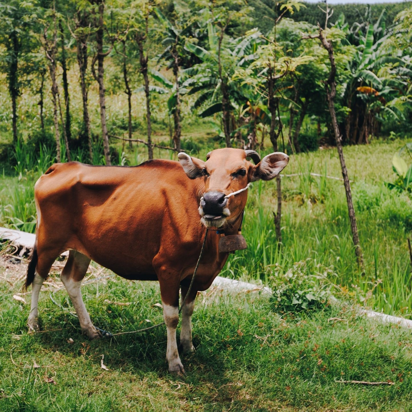 The Cow - Steffi Jade