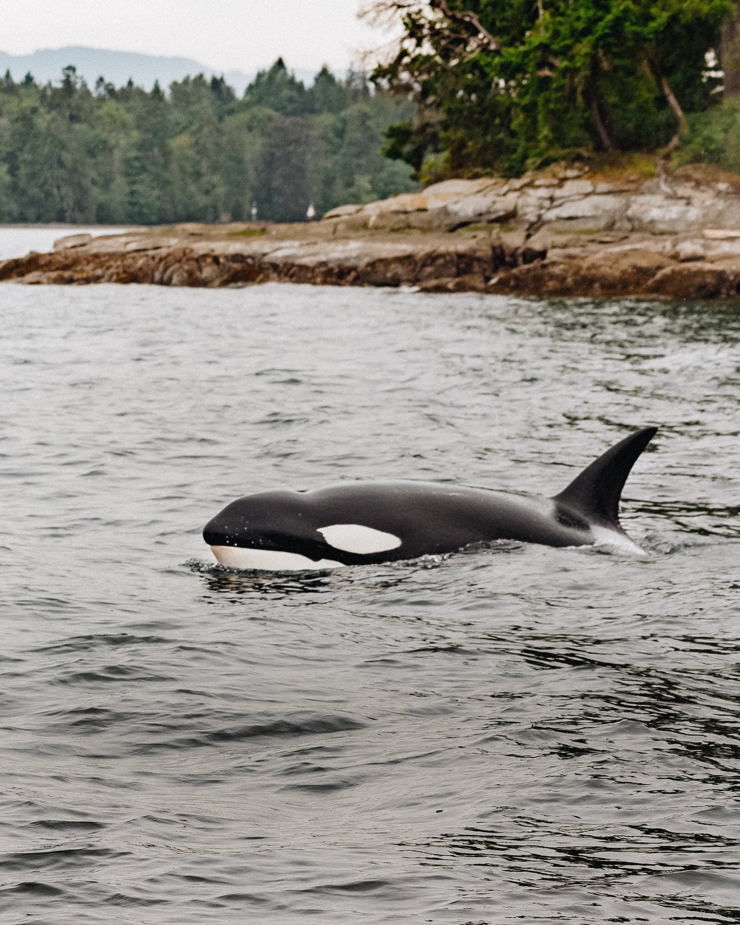 The Orca - Steffi Jade