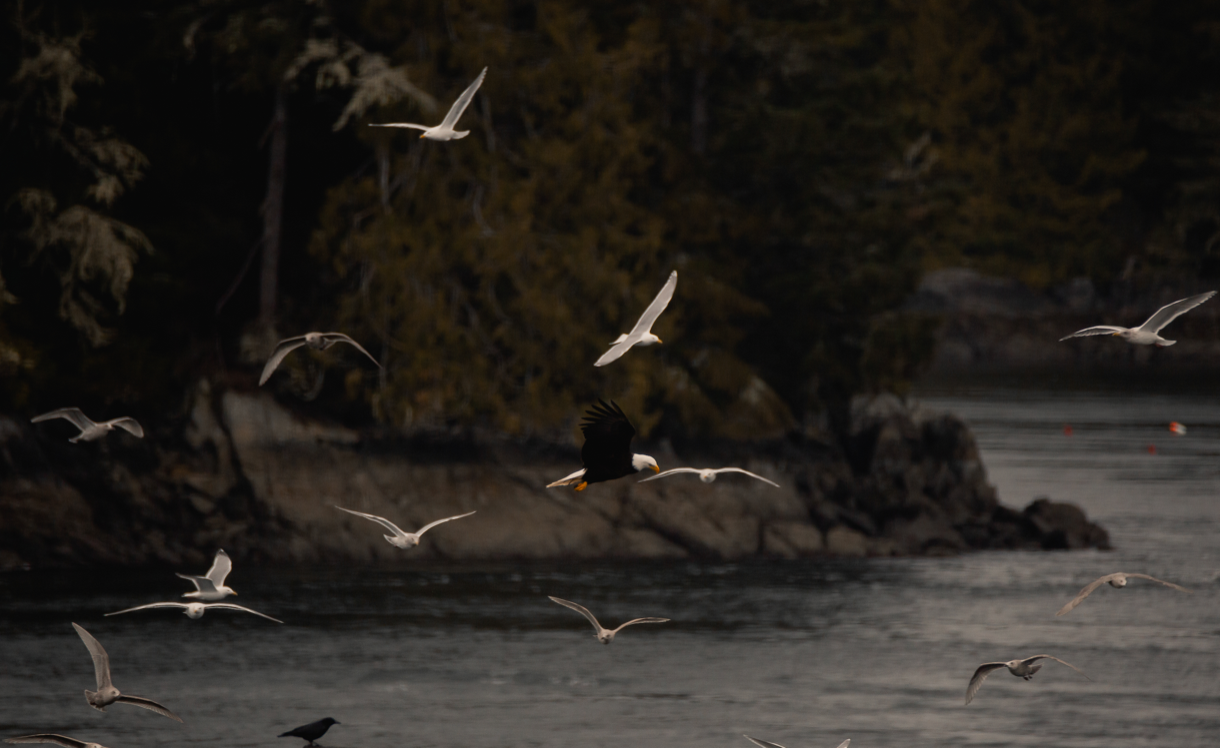 Birds Flyin' High - Steffi Jade