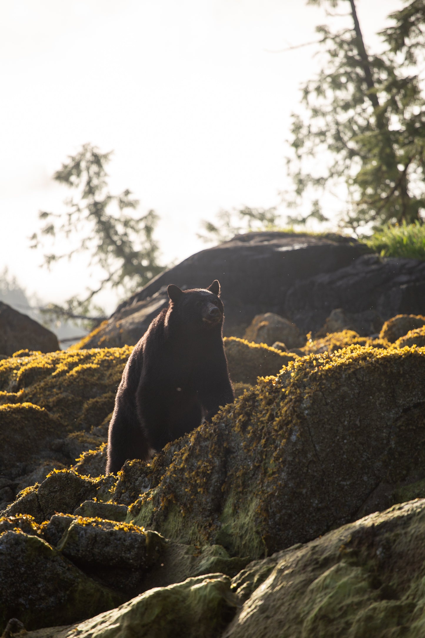 Golden Bear