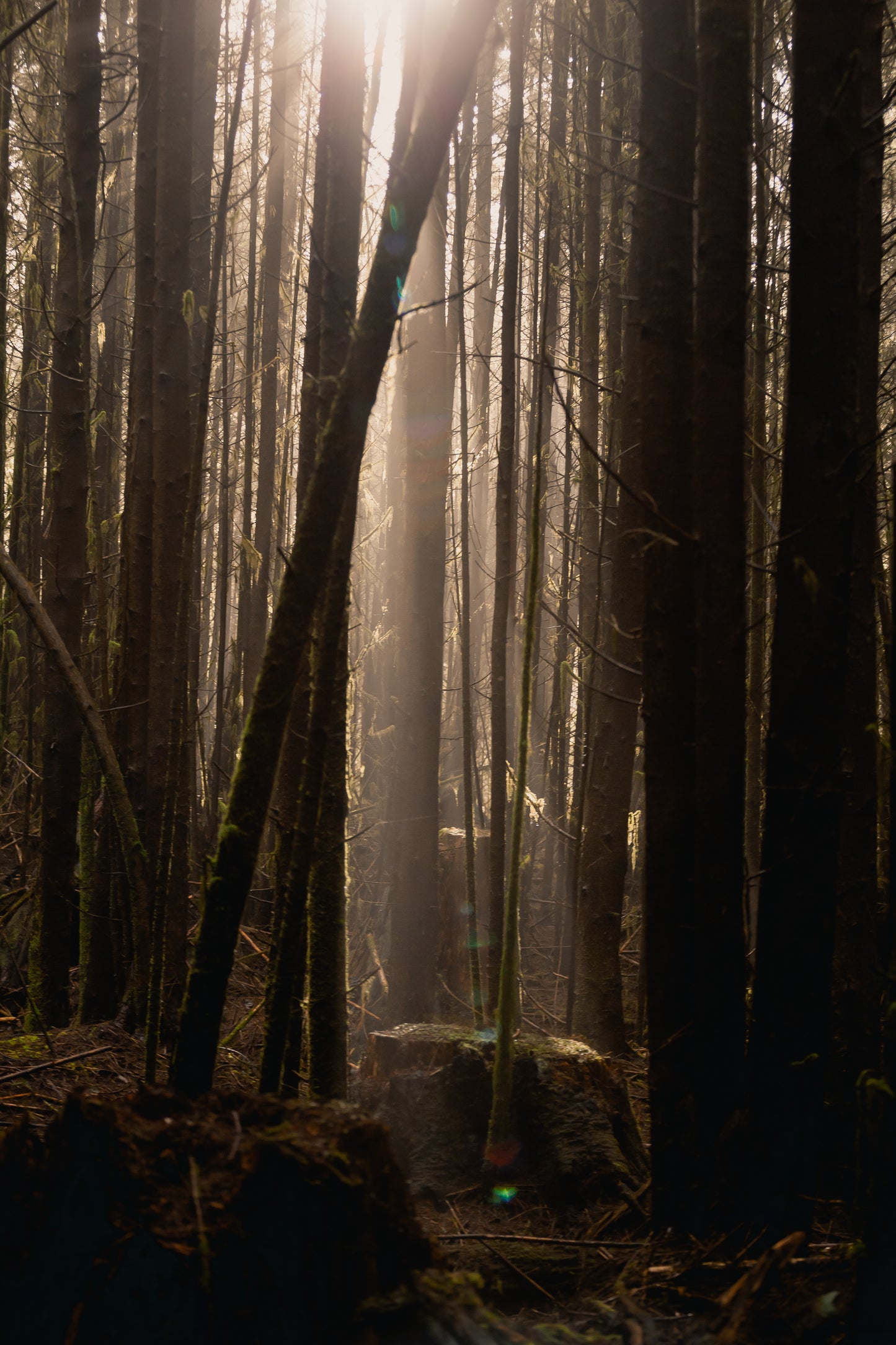 Light in the Forest - Steffi Jade