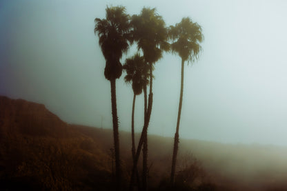 Foggy Palms